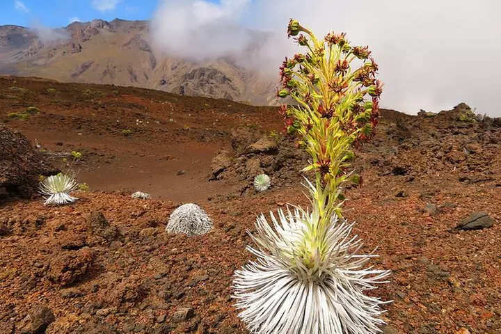 Haleakala Classic Vehicle Sunrise Tour with Breakfast