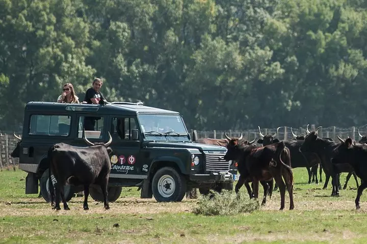 La Camargue en safari VIP en 4x4 au départ d'Arles - Primary Image