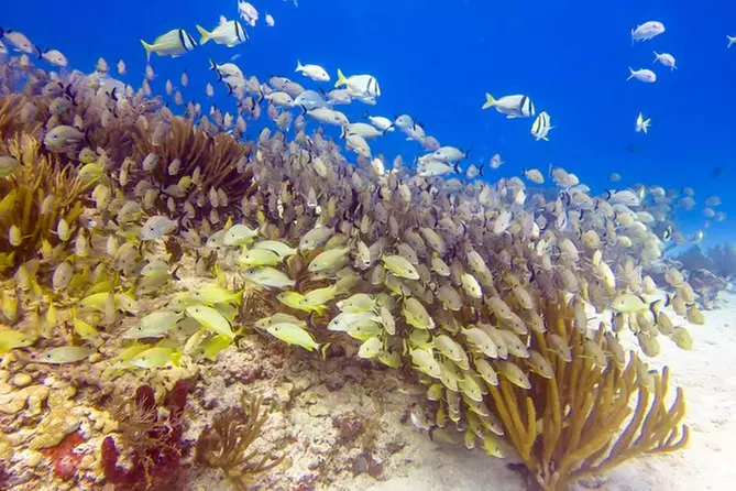 Snorkeling in the stunning Playa del Carmen reef - Primary Image