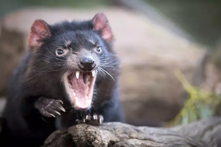 Port Arthur, Richmond and Tassie Devils Active Tour from Hobart