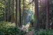 Visit Snoqualmie Falls and Hike to Twin Falls - Second Medium