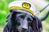 Dog Day of Summer Harbor Cruise in Boston