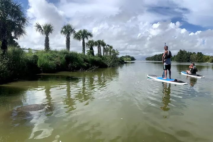 Wildlife Refuge Dolphin, Manatee & Mangrove Kayak or Paddleboarding...