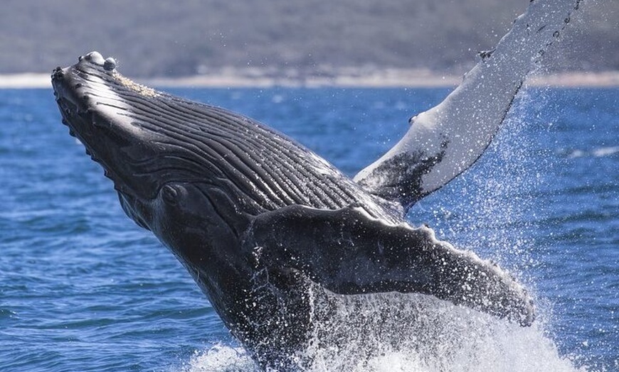 Image 4: Whale Watching Jervis Bay