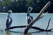 Kayak and SUP Rentals - Big Hickory Island - Fort Myers Beach, FL - Second Medium