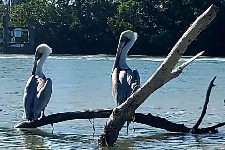 Kayak and SUP Rentals - Big Hickory Island - Fort Myers Beach, FL