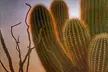 Phoenix Landmarks Tour Desert Botanical Garden - Second Medium