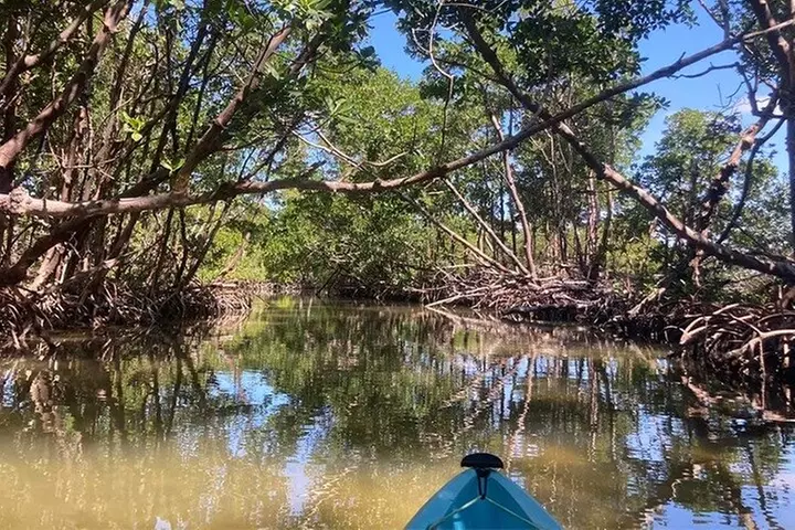 Rookery Bay Kayak Adventure – Mangroves, Wildlife & Photos