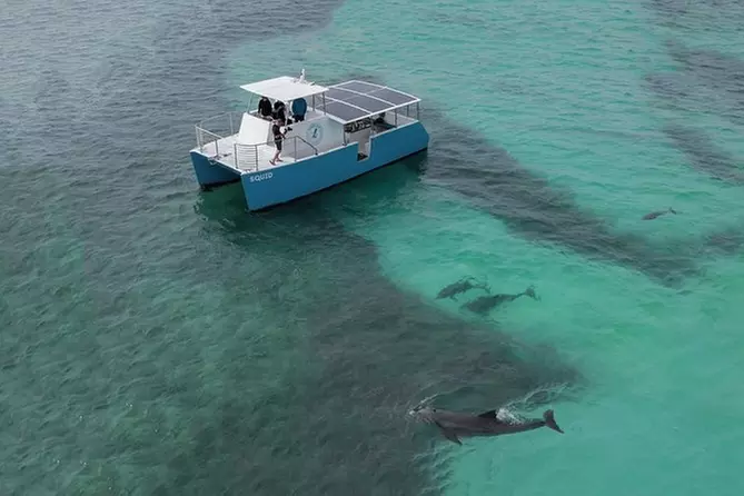 Dolphin Watch and Snorkel with Honest Eco - Primary Image