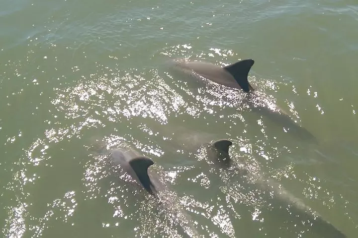 Dolphin and Wildlife Adventure of St. Augustine