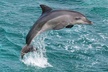 Waikoloa Catamaran Snorkel Sail Including Lunch - Second Medium