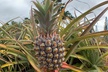 Hawaiian Cultural Tour Honolulu & 'Ka Iwi Coast'! 4-Hour Private Luxury SUV! - Second Medium