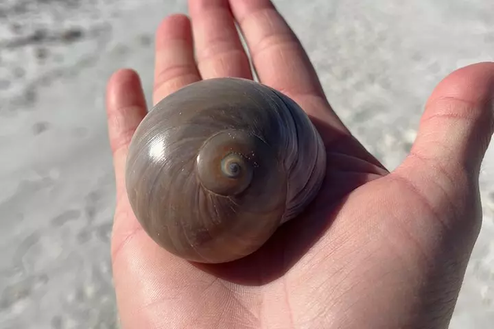 4 Hour Kice Island Shelling Trip