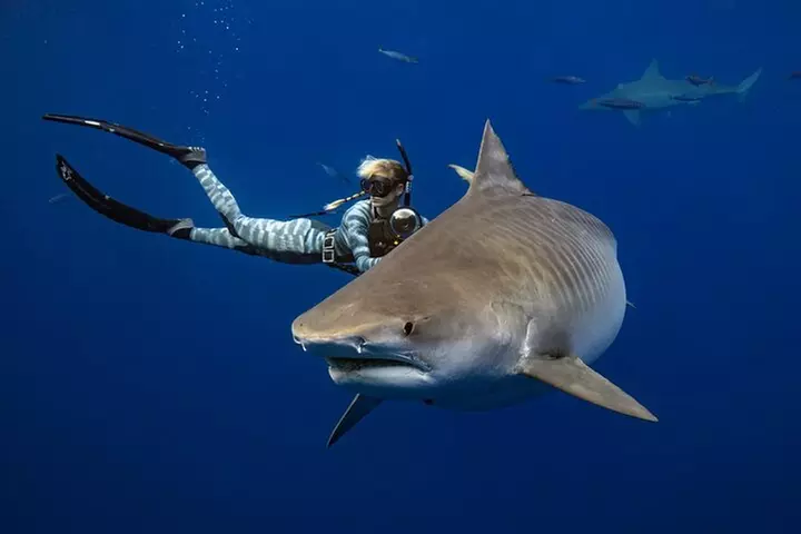 Safe and Educational Shark Dive from Haleiwa: Sharks Guaranteed - Primary Image