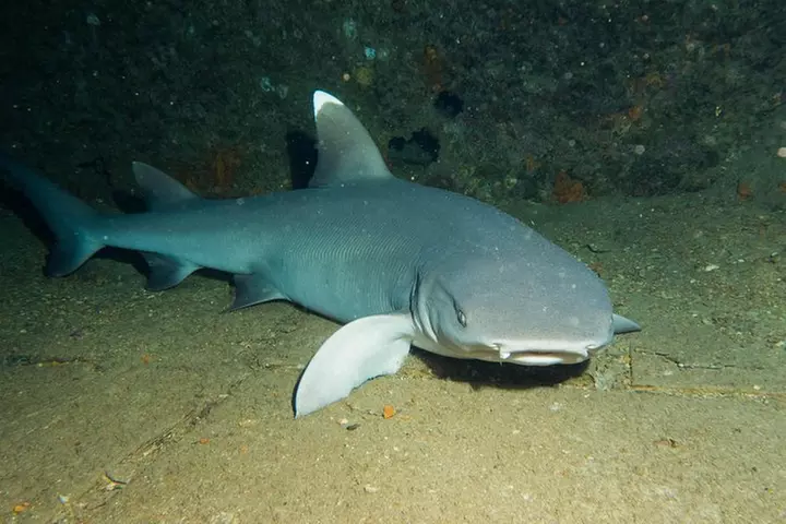 Maui Certified Shore Diving from Lahaina