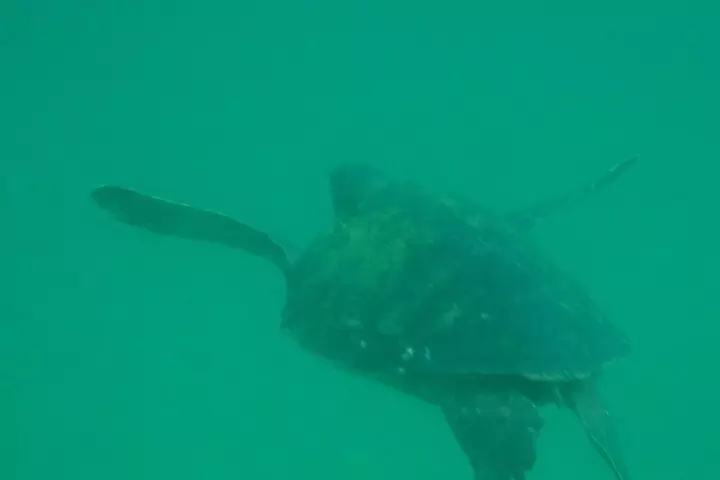 La Jolla Kayak and Snorkel Tour