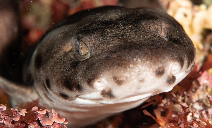 Image 6: Rottnest Island Boat Dive Day Trip including Lunch