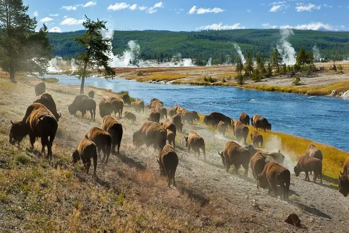 Yellowstone National Park Self-Guided Driving Audio Tour