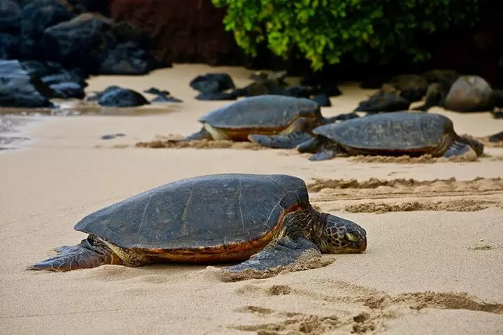 Oahu Ultimate Circle Island Tour Full Day Experience