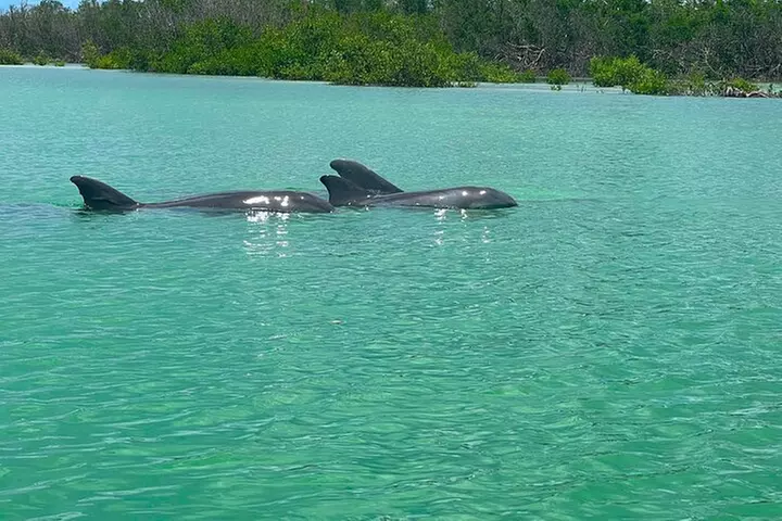 Self Guided Standup Paddle Board EcoTour -Bonita Springs