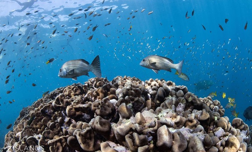 Image 7: Swim with Whale Sharks in the Ningaloo Reef: 3 Island Shark Dive