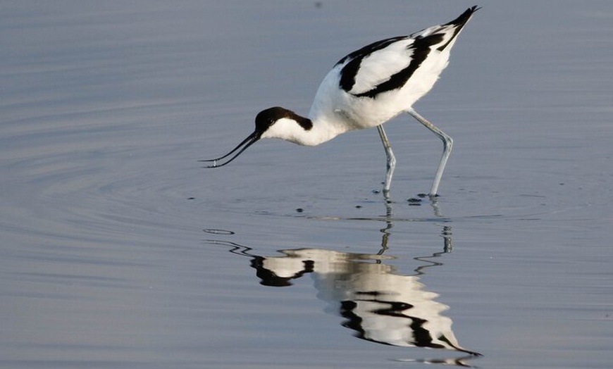 Image 4: Lymington Wildlife Discovery Walk