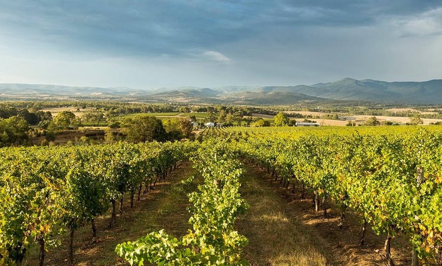 Image 8: Yarra Valley Wine Tour from Melbourne