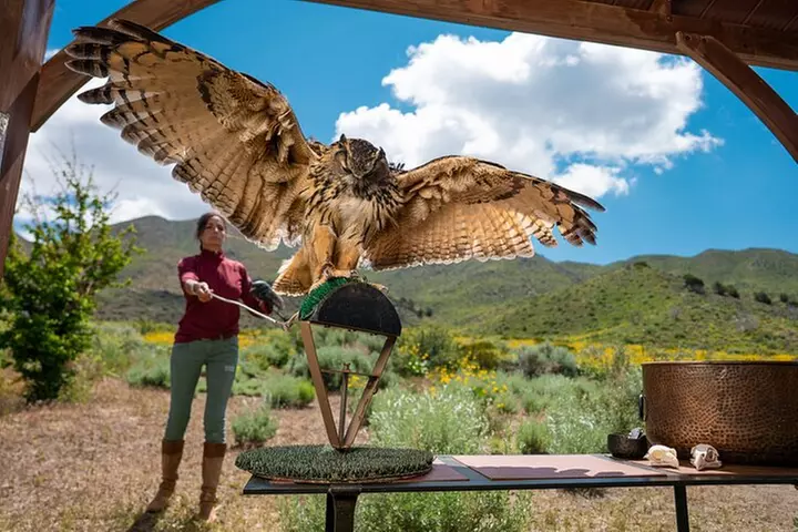 Experience Raptors and Falconry in Reno