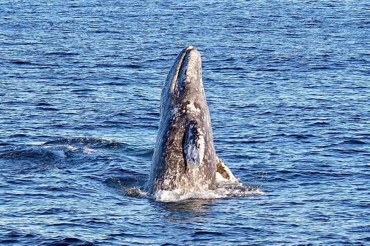 Guided Whale Watching Tour from Long Beach