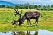Aerial Tram and Wildlife Center tour from Anchorage - Second Medium