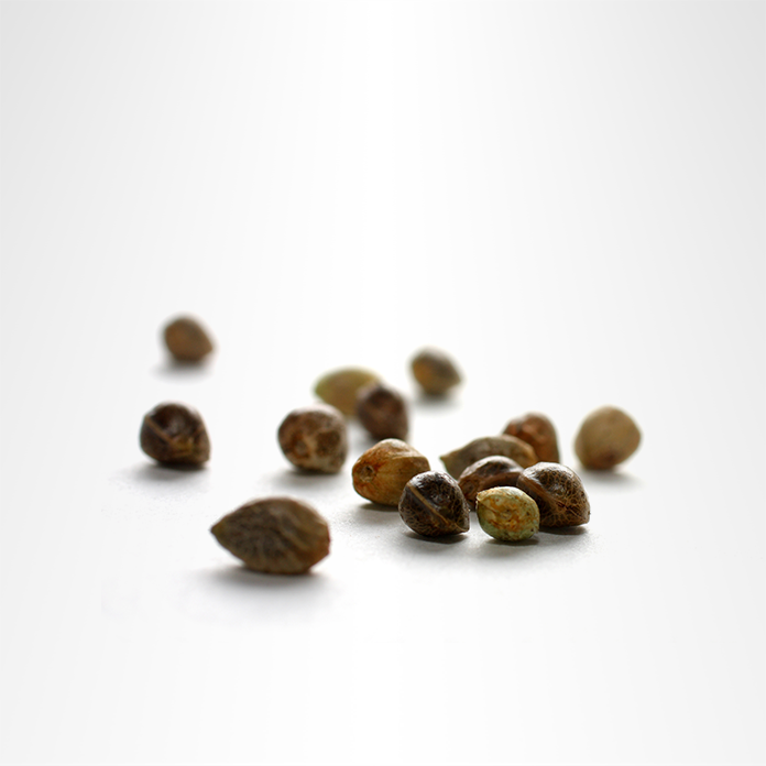 garden seeds