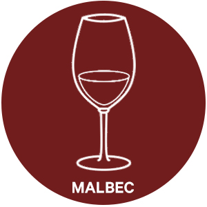 Malbec style wine glass