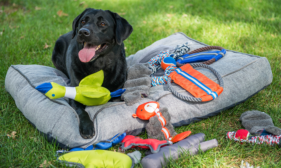 The Best Dog Toys for All Kinds of Dogs