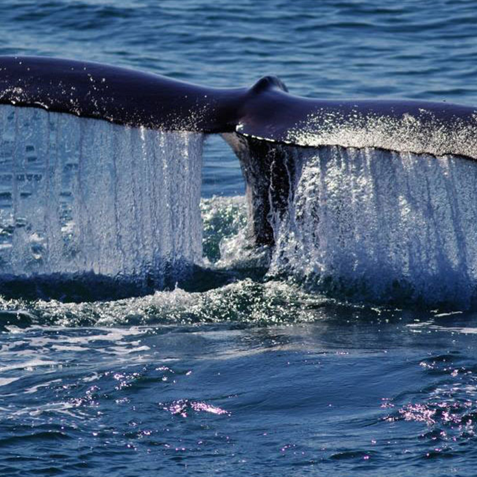 whales