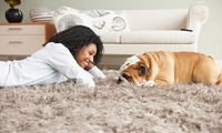 woman and dog on clean shag carpet