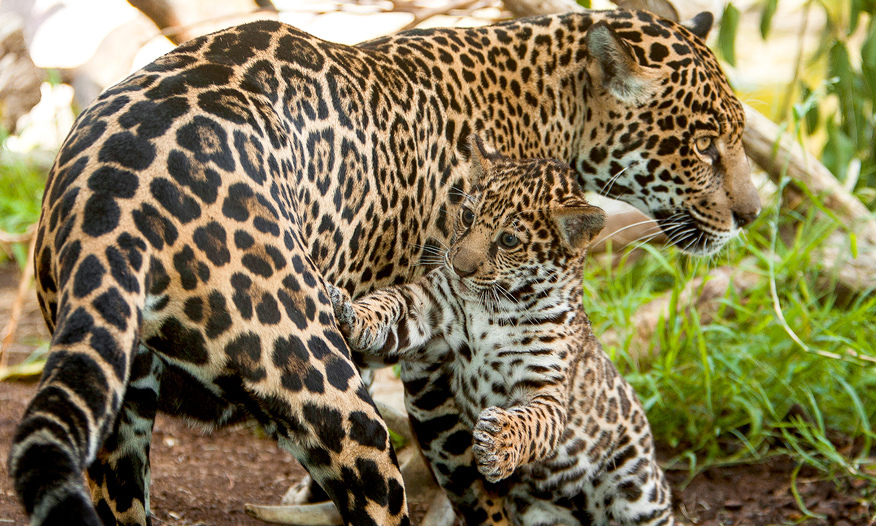 Leopards