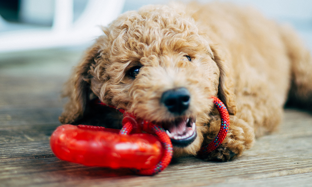 best treats for puppies to chew on