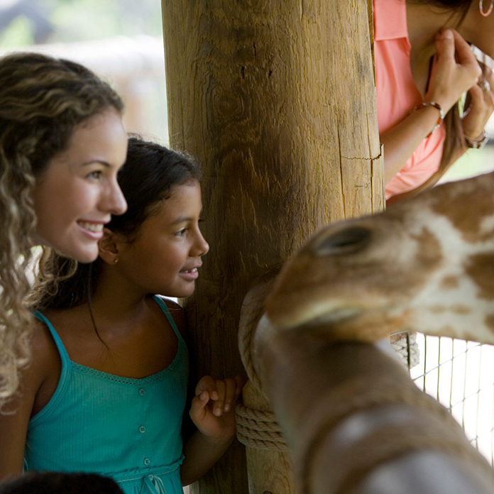 Mom and kid watching giraffes at Lincoln Park Zoo