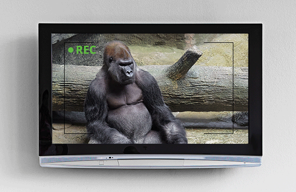 Live Animal Cams Zoo Vacation Hero gif