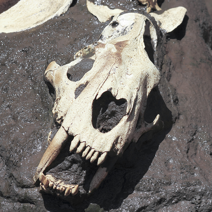Fossil in La Brea Tar Pit