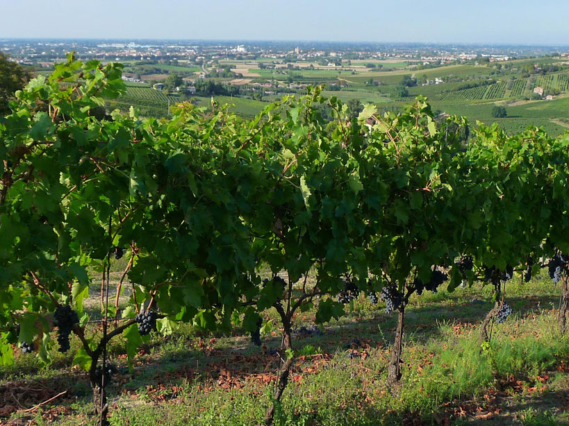Tre aziende agricole dove gustare il vero Sangiovese in Romagna