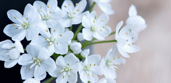 White flowers for Mothers Day