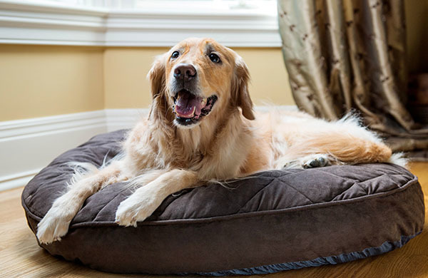 How to get dog to lay on dog bed best sale