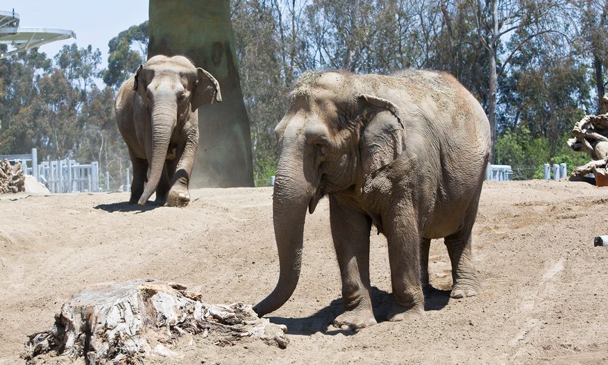 Elephants
