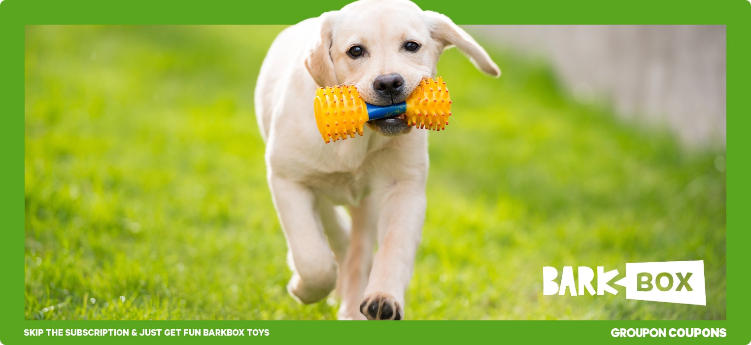 Dog cheap toy coupons