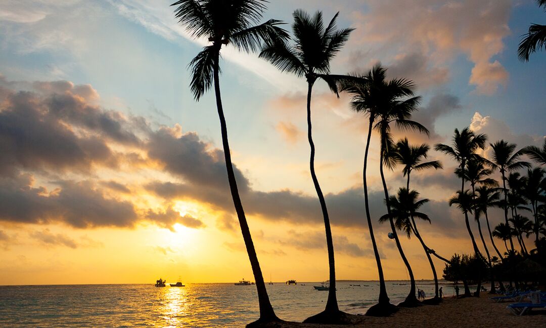 Palm tress on the beach in Punta Cana