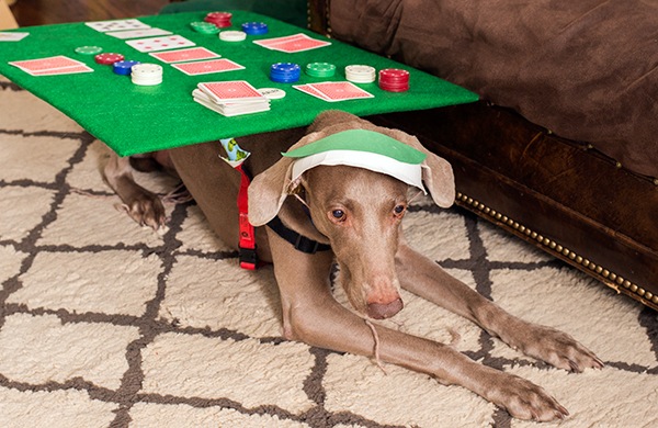 dress your dog as a poker table   jpeg