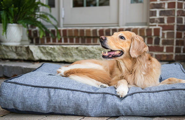 The Best Dog Beds for Your Pup In 5 Easy Steps