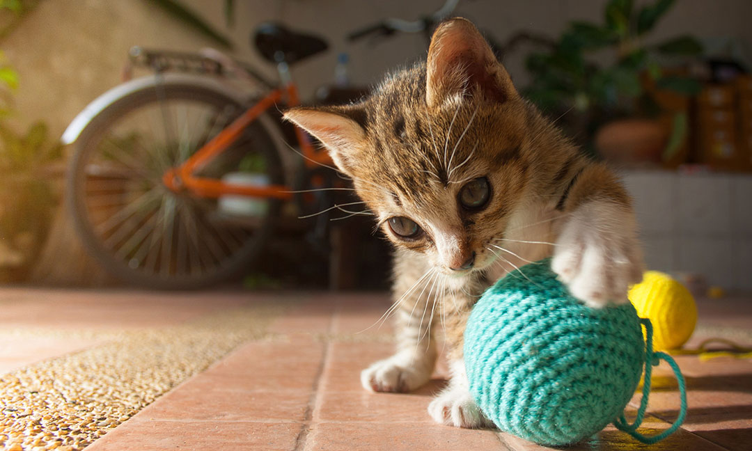 best cat toys for lonely cats