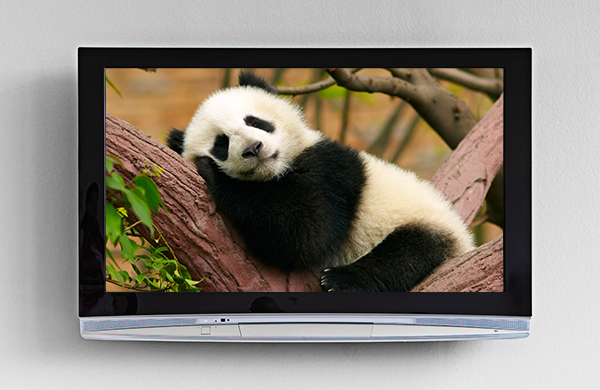 Live Animal Cams Zoo Vacation Pandas jpg